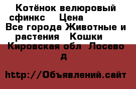 Котёнок велюровый сфинкс. › Цена ­ 15 000 - Все города Животные и растения » Кошки   . Кировская обл.,Лосево д.